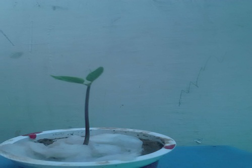 A creeper with its first two leafs