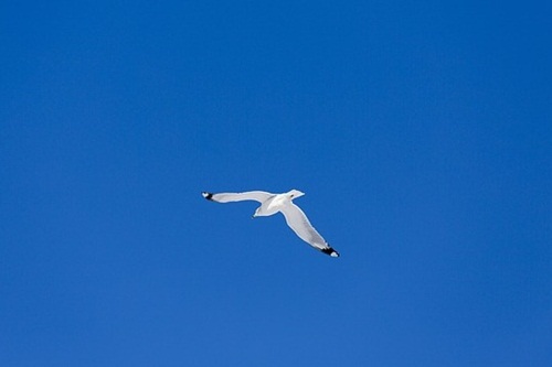 Bird flying high in His wings