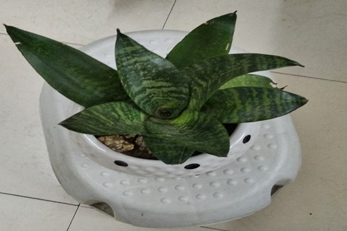 Potted plant neatly cared