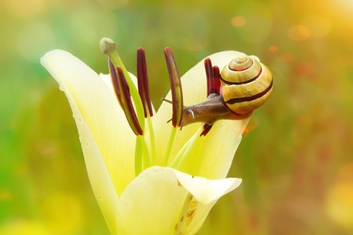 Showing the care of God for a weak creature to live in such beauty.