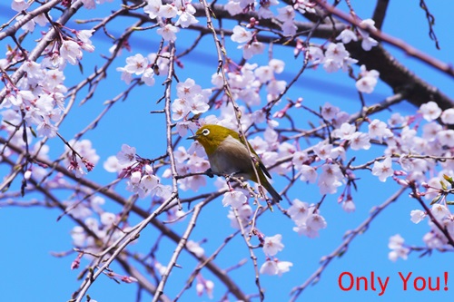 Depicting the subject