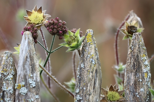 autumn flower